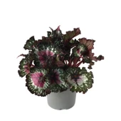 Begonia Rex 'Alaska Creek' (Begonya Çiçeği) thumbnail 1