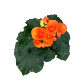 Begonia Elatior 'Orange' (Katmerli Begonya) thumbnail 2