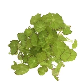 Begonia Rex 'Lima Love' (Begonya Çiçeği) thumbnail 2