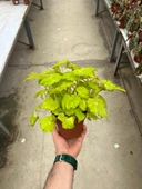 Begonia Rex 'Lima Love' (Begonya Çiçeği) thumbnail 3