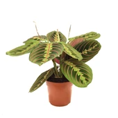 Maranta Leuconeura (Dua Çiçeği) thumbnail 1