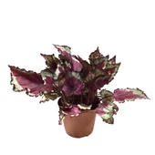 Begonia Rex 'Spitfire' (Begonya Çiçeği)) thumbnail 1