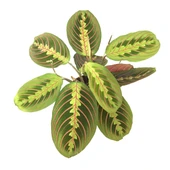 Maranta Leuconeura (Dua Çiçeği) thumbnail 2