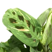 Maranta Leuconeura Kerchoveana 'Variegata' (Dua Çiçeği) thumbnail 2