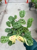Maranta Leuconeura Kerchoveana 'Variegata' (Dua Çiçeği) thumbnail 3