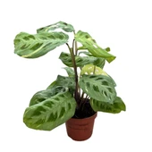 Maranta Leuconeura Kerchoveana 'Variegata' (Dua Çiçeği) thumbnail 1