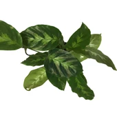 Calathea Misto (Dua Çiçeği) thumbnail 2