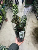 Calathea Makoyana (Dua Çiçeği) thumbnail 3