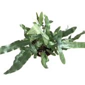 Phlebodium Aureum 'Blue Star' (Mavi Yıldız Eğreltiotu) thumbnail 2