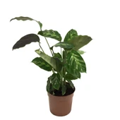 Calathea Misto (Dua Çiçeği) thumbnail 1
