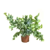 Phlebodium Aureum 'Davana' (Eğrelti Otu) thumbnail 1