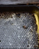 Doğal Petek Bal 1 kg - 4
