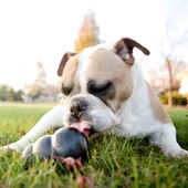 Kong Extreme Köpekler İçin Çok Amaçlı Isırma Oyuncağı Ultra Sert XXL - 5