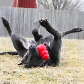 Kong Classic Köpekler İçin Çok Amaçlı Isırma Oyuncağı XS - 5