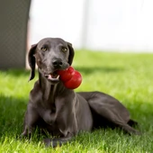 Kong Classic Köpekler İçin Çok Amaçlı Isırma Oyuncağı L - 3