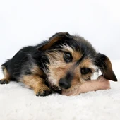 Kong ChewStix Ağaç Dalı Şeklinde Köpek Oyuncağı L - 3