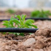 16*17 YÜZÜKLU ÇIKIŞ VANASI (50 ADET) DAMLA SULAMA EK PARÇASI thumbnail 2