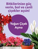 Petrotürk bol çiçekli sıvı bitki besini thumbnail 4