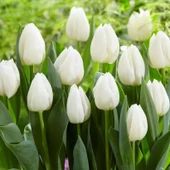 White Prince Beyaz Lale Soğanı (4 adet) - 1