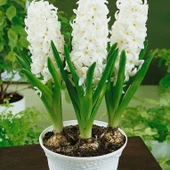 Yoğun Kokulu Beyaz  White Pearl Sümbül Soğanı (3 adet) - 2