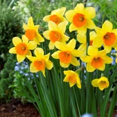 Love Day Nergis Soğanı (4 adet) - 1