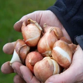 İthal Özel Claudia  İri Kafa Özel Kırmızı Beyaz Lale Soğanı (4 Soğan) - 2