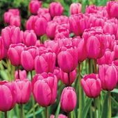 İthal Özel Pink impresion Lale Soğanı  İri Kafa Özel Lale Soğanı (4 Soğan) - 1