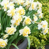 İri Kafa Katmerli Kokulu White Leon Lion Nergis Soğanı (4 adet) - 1