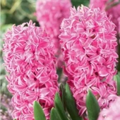 Yoğun Kokulu Pembe Pink Pearl Sümbül Soğanı (3 adet) - 1