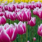 İthal Özel Claudia  İri Kafa Özel Kırmızı Beyaz Lale Soğanı (4 Soğan) - 3