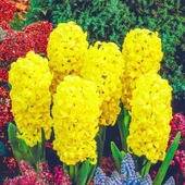 Yoğun Kokulu Gipsy Princess Sarı Sümbül Soğanı(3 det) - 2