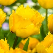 Crystal Star Sarı Fırfırlı Lale Soğanı (4 adet) - 1