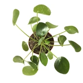 Pilea Peperomioides (Para Çiçeği) thumbnail 2