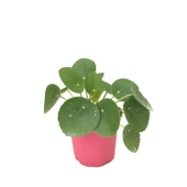 Pilea Peperomioides (Para Çiçeği) thumbnail 1