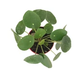 Pilea Peperomioides (Para Çiçeği) thumbnail 2