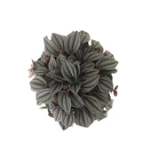 Peperomia Caperata 'Platinum' thumbnail 2