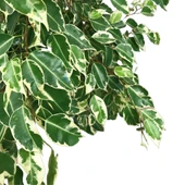 Ficus Benjamina ‘Starlight’ (Kauçuk Çiçeği) thumbnail 2