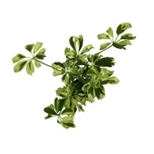 Schefflera Arboricola 'Variegata' (Şeflera Çiçeği) Ø5,5 CM Y10-15 CM thumbnail 2