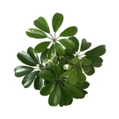 Schefflera Arboricola (Şeflera Çiçeği) thumbnail 2