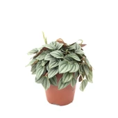 Peperomia Caperata 'Napoli Nights' (Zümrüt Dalgası Çiçeği) thumbnail 3