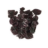 Peperomia 'Schumi Red' (Zümrüt Dalgası Çiçeği) thumbnail 2