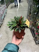 Peperomia Caperata (Zümrüt Dalgası Çiçeği) thumbnail 3