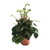 Peperomia Caperata 'Emerald Ripple' (Zümrüt Dalgası Çiçeği) thumbnail 1