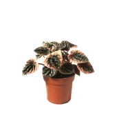 Peperomia Caperata 'Pink Lady' (Zümrüt Dalgası Çiçeği) thumbnail 1