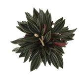 Peperomia Caperata (Zümrüt Dalgası Çiçeği) thumbnail 2