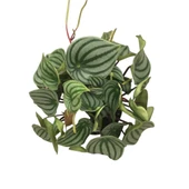 Peperomia Argyreia (Karpuz Çiçeği) thumbnail 2