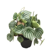 Peperomia Argyreia (Karpuz Çiçeği) thumbnail 1