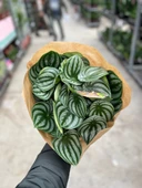 Peperomia Argyreia (Karpuz Çiçeği) thumbnail 3