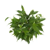 Ficus Benjamina 'Natasja' (Kağuçuk Çiçeği) thumbnail 2