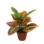 Codiaeum Variegatum 'Petra' (Kraton Çiçeği) thumbnail 1